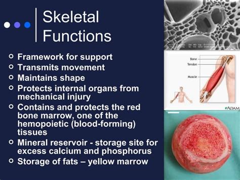 Presentation 15 Musculoskeletal System Ppt