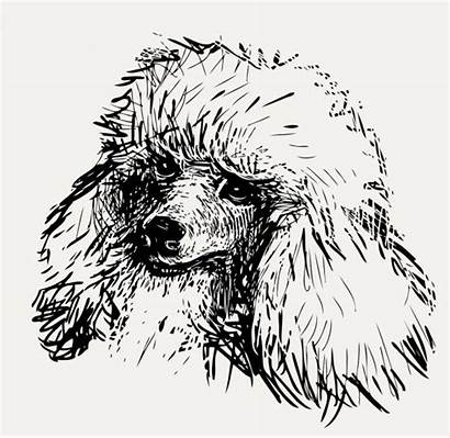 Poodle Head Vector Illustration Labradoodle Puppy Portrait