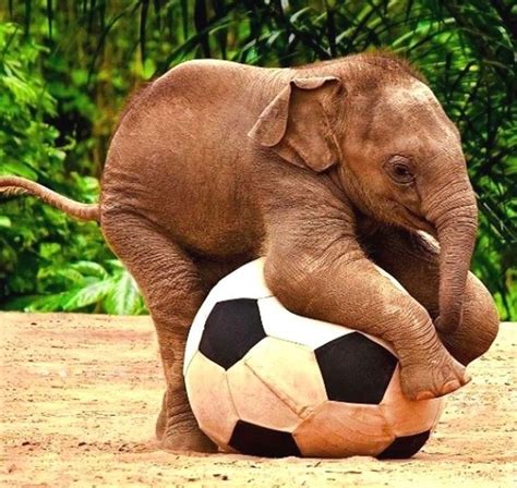 Pin By Elaine Dreger On Elephriends Funny Elephant Cute Baby