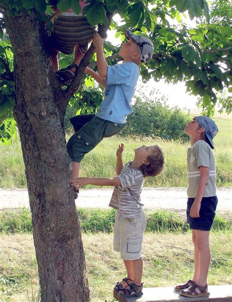 Climbing Trees My Kids Missed Out On The Fun And Imagination Of