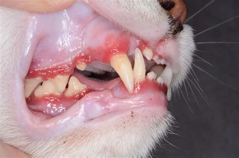 Why Full Mouth Extractions Give Your Cat A New And Comfortable Lease
