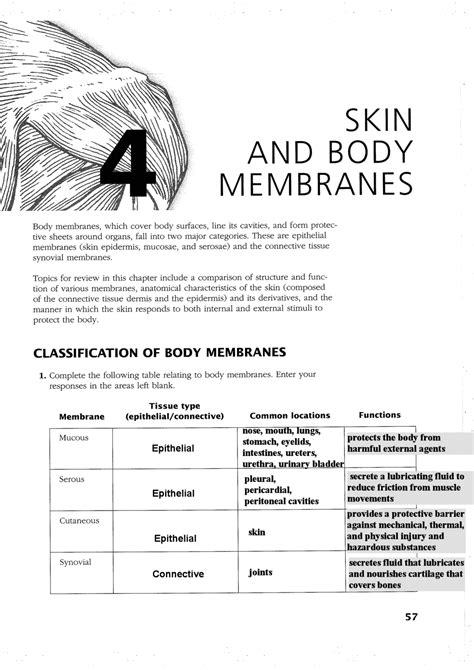 Skin And Body Membranes Exercises Anatomy Docsity