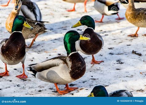 Wild Ducks In Winter Stock Photo Image Of Animals Head 165260418
