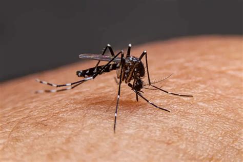 How Long Do Mosquitoes Live A Complete Guide To Mosquito Lifespan