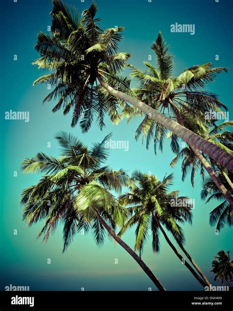 Coconut Palm Tree Isolated Over Tropical Sky Image In Vintage Style