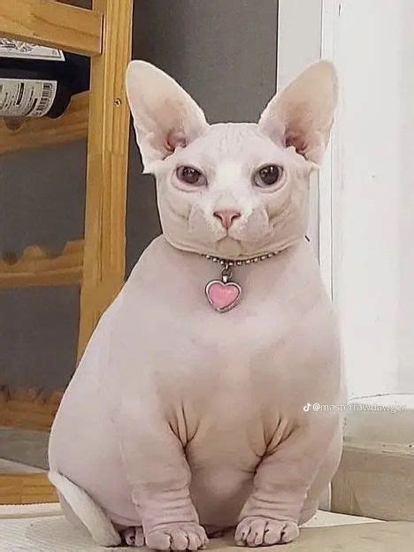 Hairless Cat в 2022 г Глупые кошки Самые милые животные Сумасшедшие
