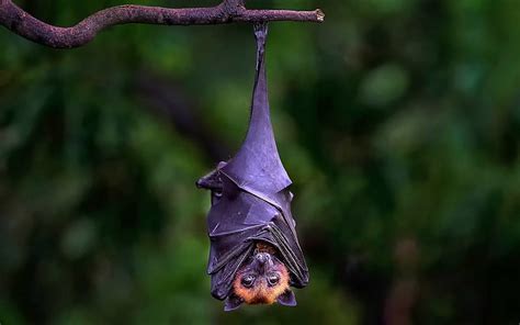Hd Wallpaper Bat Hanging Upside Down On Branch Black And Brown Bat