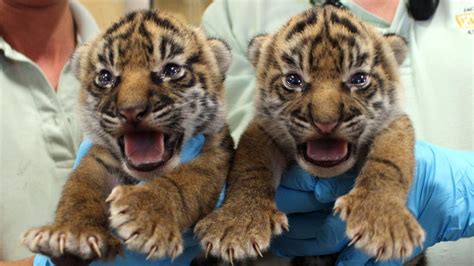 Adorable Rare Twin Tiger Cubs Must Take Swim Test Before Going Public
