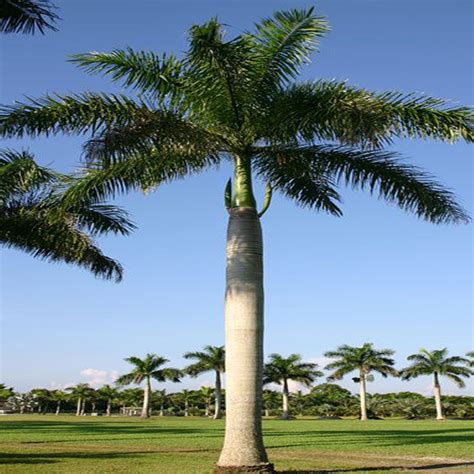 Royal Bottle Palm Palms Exotic Flora