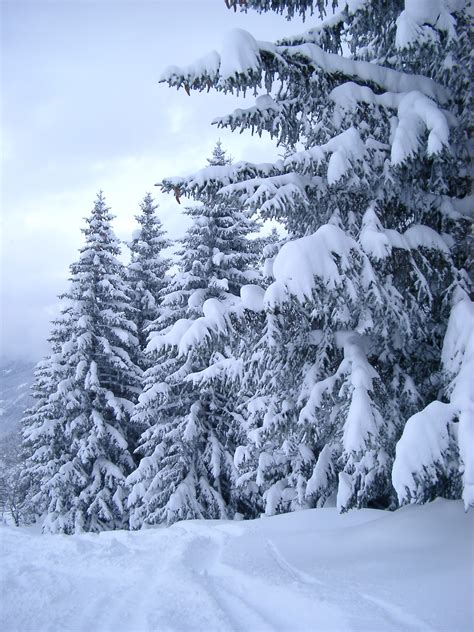 Free Stock Photo Of Plenty Tall Fir Trees In The Snow Photoeverywhere