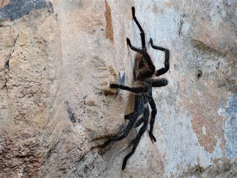 Brazylijska Czarna Tarantula Obrazy Zdjęcia I Ilustracje Istock