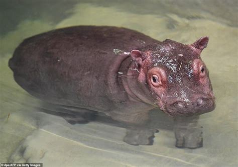 Hippo Tot A Plus German Zoo Show Off Their New Baby