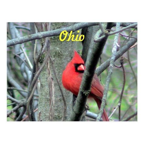Ohio Cardinal Postcard Zazzle Postcard Pretty Animals Ohio
