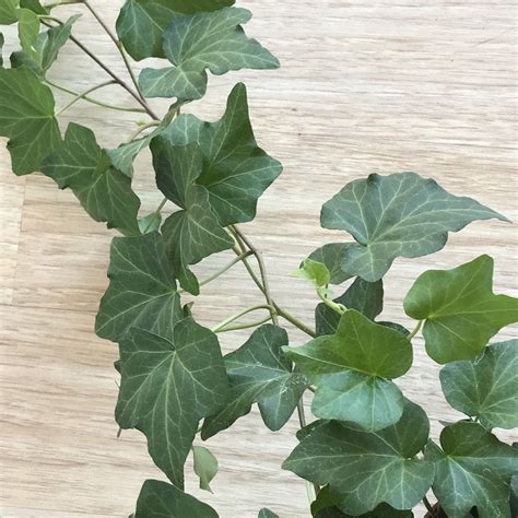 English Ivy Californi Green Live Indoor Hanging House Plant T 6