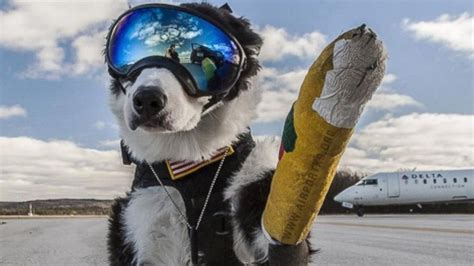 Meet Piper The Airport K 9 Wildlife Control Dog Who Keeps Runways Safe