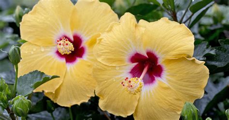 We did not find results for: Hibiskus Winterhart Im Kübel