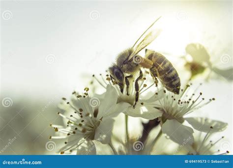 Bee White Flower Stock Image Image Of Beauty Cherry 69419573