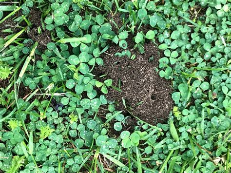 I Have These Tiny Mounds Of Soil Popping Up In My Lawn They Do Have