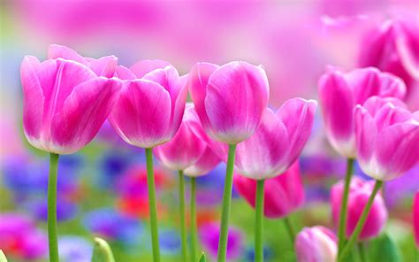 Beautiful Pink Tulips Flowers Blur Background 2560x1600
