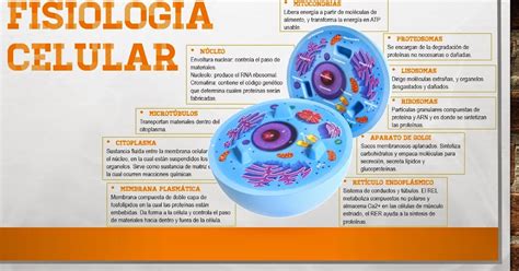 Fisiología Médica Fisiología Celular