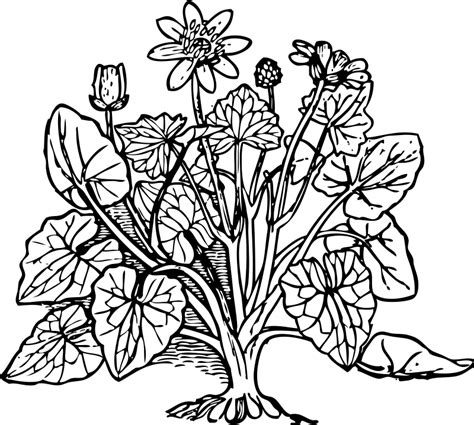 Plant Coloring Download Plant Coloring For Free 2019