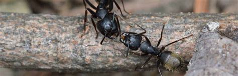 Check spelling or type a new query. The Complete Guide to Carpenter Ants - Pest Control Zone