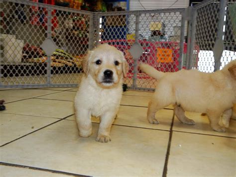 Golden Retriever Puppies For Sale Charlotte Nc Petsidi