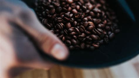 Can You Grow Coffee From Roasted Beans Know The Facts