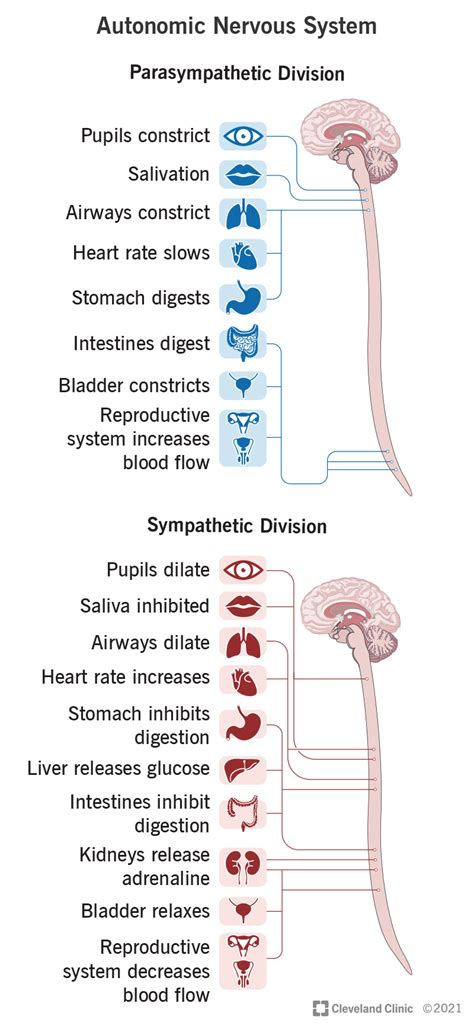 Autonomic Nervous System What It Is Function Disorders Nervous