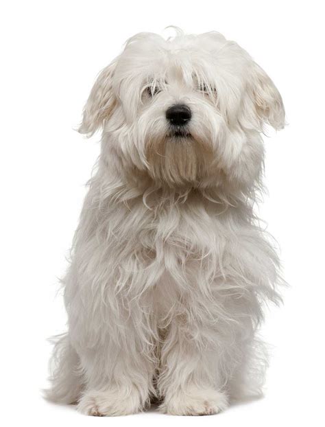 Coton De Tulear Dog Breed Information Pictures And More