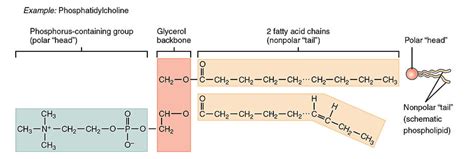 What Are Lipids — Structure And Function Expii