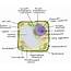 Biology 101 Cells  Owlcation