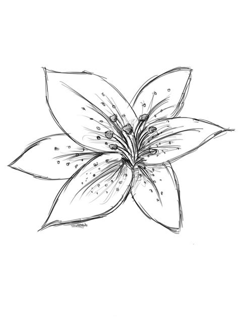 Here you can explore hq lily flower transparent illustrations, icons and clipart with filter setting like size, type, color etc. Realistic Flower Drawing at GetDrawings | Free download