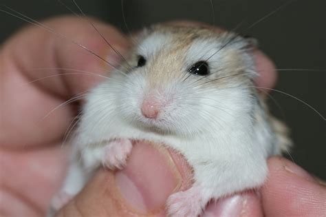 Di antara jenis hamster lain yang ada di luar sana, white winter adalah yang paling jinak. 6 Jenis Hamster di Indonesia yang Paling Lucu Beserta ...