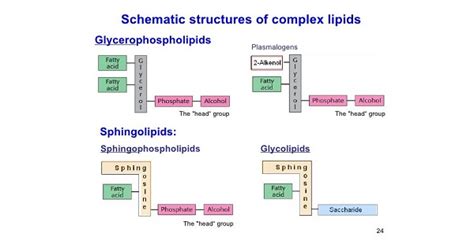 Sphingophospholipid Structure