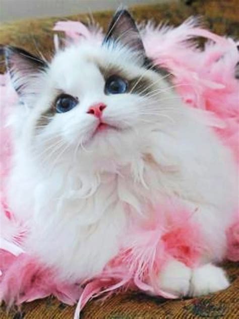The Legendary Ragdoll Cat Hubpages