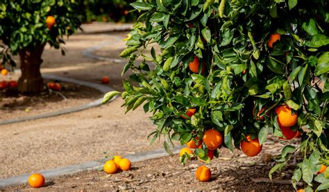 How To Grow The Best Citrus Trees In Florida Tampa Tree