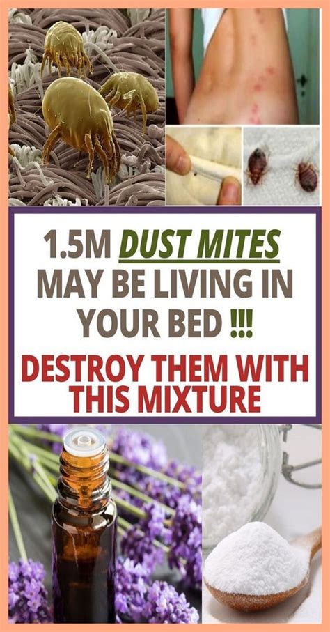 84 Cool How To Treat Dust Mites On Skin Insectza