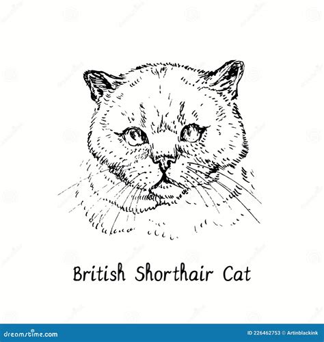 British Shorthair Cat Face Portrait Ink Black And White Doodle Drawing