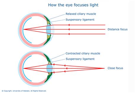 How the eye focuses light — Science Learning Hub