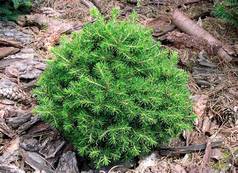 Picea Abies Dans Dwarf Интернет магазин цветов и растений Plantship