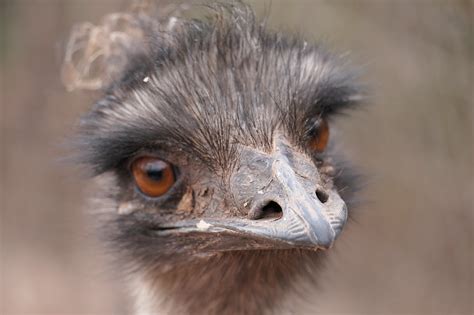 Emu Bird Head Free Photo On Pixabay Pixabay