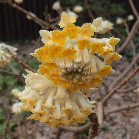 Click here to find out more. Edgeworthia chrysantha | Edgeworthia chrysantha, Garden ...