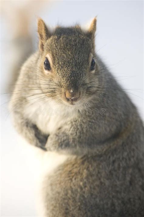 Gray Squirrel Looking Into Camera From Standing Position Ad