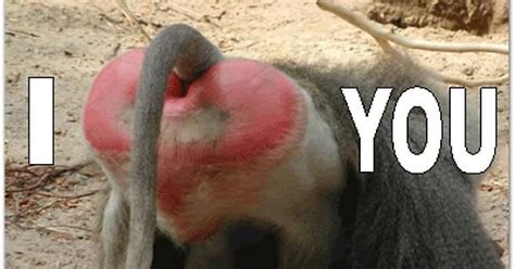 Til A Baboon S Ass Can Be Used To Show Affection Imgur