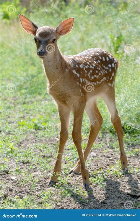 Fawn Stock Photo Image Of Beauty Wilderness Deer Cute 23975574