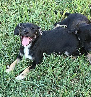 If you haven't settled on a particular breed you can find all the breeds of puppies and dogs we have for sale or adoption near florida in these listings. Nikki German Pinscher Puppy Female | Female German ...