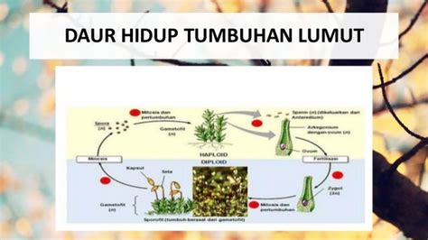 Biologi Tumbuhan Lumut Dan Paku Pakuan