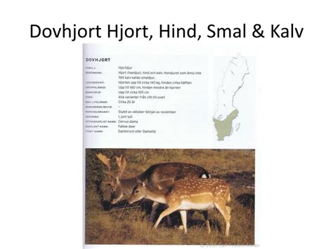 Pierre smyger efter dovhjort i östergötland. PPT - GodsJakt AB PowerPoint Presentation, free download ...