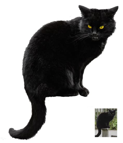 Black Cat ~ Halloween Vs Stock By Astoko On Deviantart